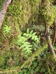 Polypodium glycyrrhiza, photograph author not stated, no rights reserved