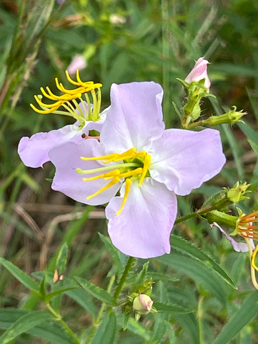 Maryland meadowbeauty