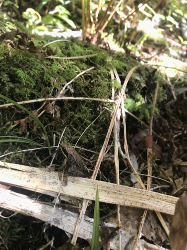 Wood Frog