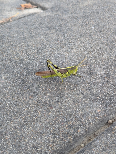Obscure Bird Grasshopper