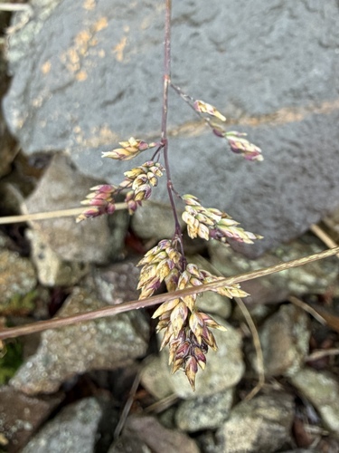 Poa alpina