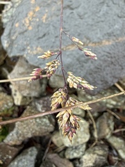 Poa alpina