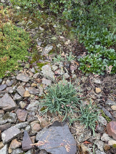 Poa alpina, photograph 3