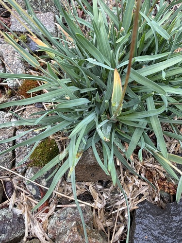 Poa alpina, photograph 2