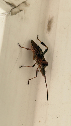 Western Conifer Seed Bug