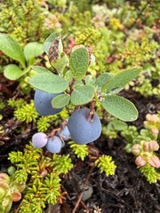 Vaccinium uliginosum, photograph (c) Matt Berger, some rights reserved (CC BY)