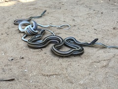 Dromicodryas bernieri