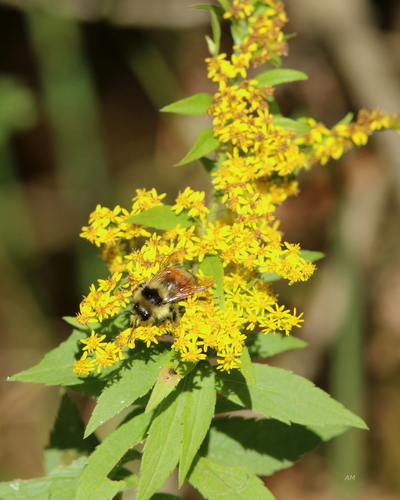 Tricolored Bumble Bee
