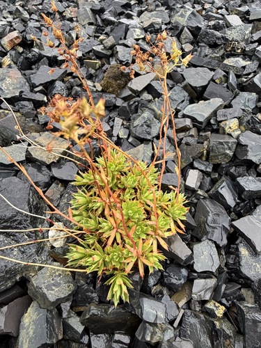 Saxifraga tricuspidata