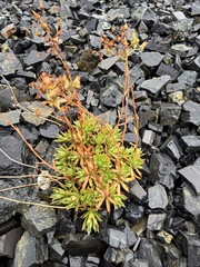 Saxifraga tricuspidata