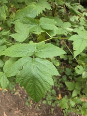 Rubus spectabilis, photograph author not stated, no rights reserved