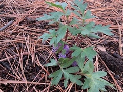 Hydrophyllum alpestre