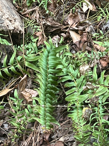 Christmas fern
