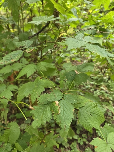 Rubus spectabilis, photograph 6
