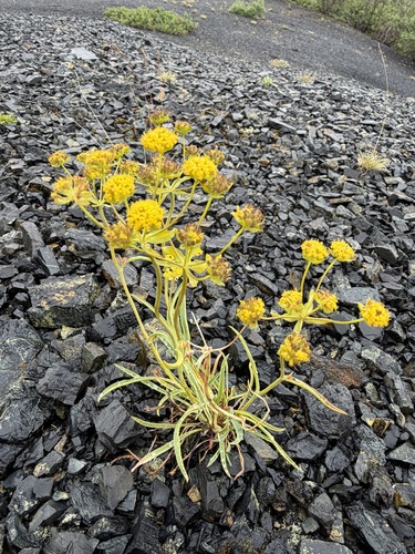Bupleurum americanum, photograph 3