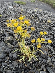 Bupleurum americanum, photograph (c) Matt Berger, some rights reserved (CC BY)