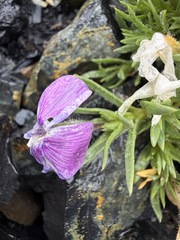Phlox richardsonii, photograph (c) Matt Berger, some rights reserved (CC BY)