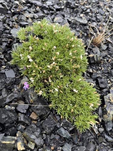 Phlox richardsonii, photograph 6