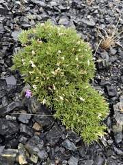 Phlox richardsonii, photograph (c) Matt Berger, some rights reserved (CC BY)
