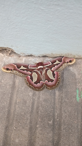 Rothchild's Atlas Moth