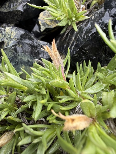 Phlox richardsonii, photograph 5