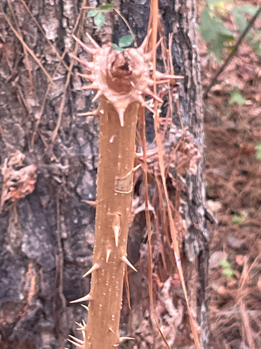 devil's walkingstick