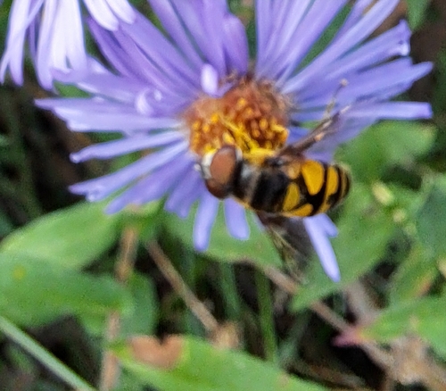 Transverse-banded Flower Fly
