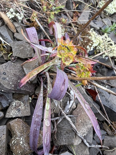 Bupleurum americanum, photograph 2