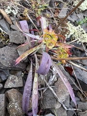 Bupleurum americanum, photograph (c) Matt Berger, some rights reserved (CC BY)