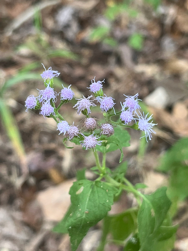 blue mistflower