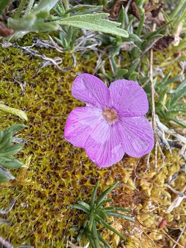 Phlox richardsonii, photograph 3