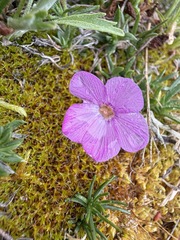 Phlox richardsonii, photograph (c) Matt Berger, some rights reserved (CC BY)