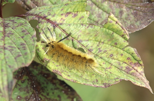 Banded Tussock Moth