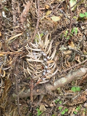 Abies grandis, photograph author not stated, no rights reserved