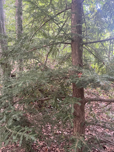 eastern hemlock