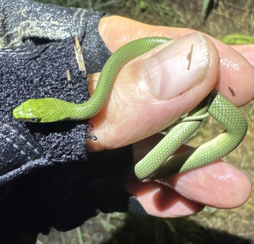 Rough Greensnake