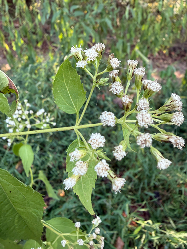 white snakeroot