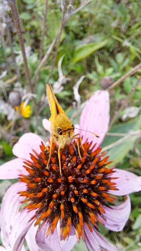 Fiery Skipper