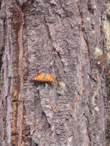 California Tortoiseshell