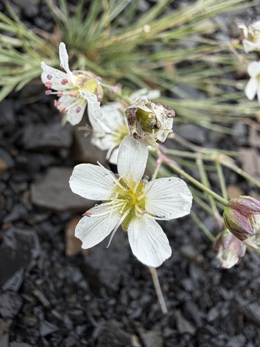 Eremogone capillaris