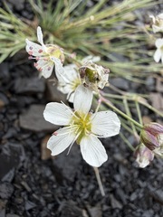 Eremogone capillaris