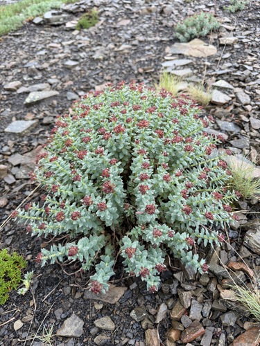 Rhodiola integrifolia, photograph 4
