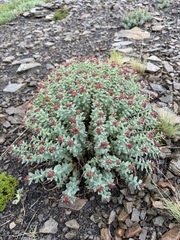 Rhodiola integrifolia, photograph (c) Matt Berger, some rights reserved (CC BY)