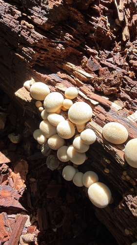 Pear-shaped Puffball