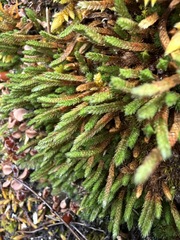 Siberian Clubmoss (Selaginella sibirica)