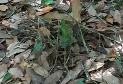 Micrurus tener tener