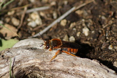 Rhodanthidium sticticum