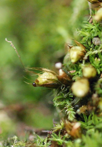 Powder Gun Moss