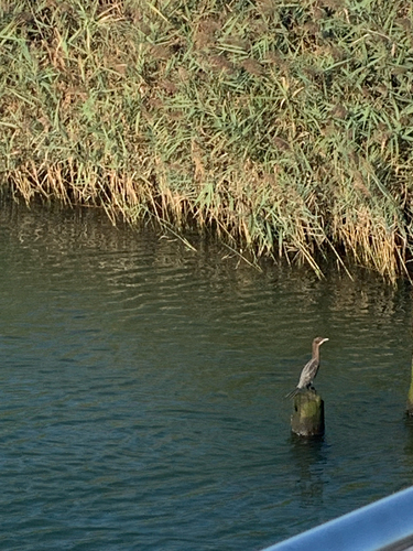 Pygmy Cormorant