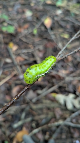Io Moth